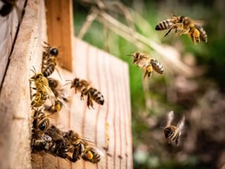 Public Speaker in Derbyshire James Ellson presents his talk The Apple Trees and the Bees