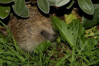 Public Speaker in Devon Stephen Powles presents his talk All About Hedgehogs