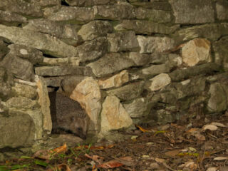 Public Speaker in Devon Stephen Powles presents his talk Hedgehogs - In Need of Your Help.