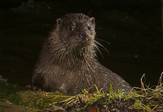 Otters - Coming to a River Near You