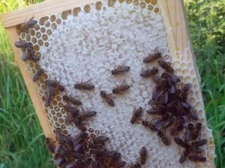 Public Speaker in Surrey Peter Smith talks about A Taste of Honey