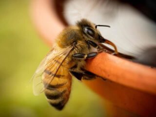 Public Speaker in Surrey Peter Smith talks about Bees & Honey: Myth, Legend, Tradition and Magic