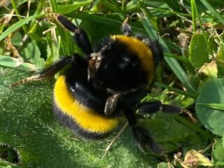 Public Speaker in Surrey Peter Smith talks about The Plight of the Bumblebee