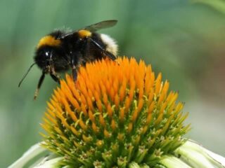 Public Speaker in Surrey Peter Smith talks about Protecting our Pollinators