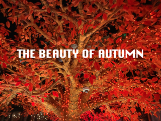 Public Speaker in Surrey Louise Camby talks about the Beauty of Autumn