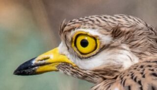 Public Speaker in Hampshire John Hughes talks about Goggled-eyed plover and Quail nesting on Salisbury Plain