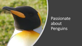 Public Speaker in Staffordshire Rodney Paul presents his talk Passionate about Penguins